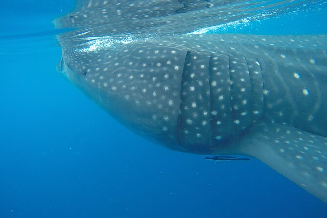 Full-Day Whale Shark Tour Puerto Morelos with Pickup and Lunch - What’s Included and What’s Not?  