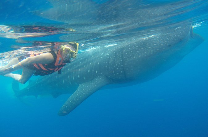 Full-Day Whale Shark Tour Puerto Morelos with Pickup and Lunch - The Sum Up  