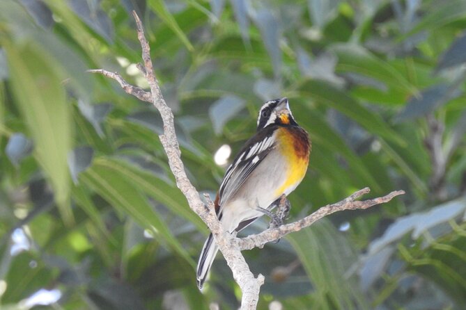 Half-Day Birdwatching Puerto Morelos - A Closer Look at the Puerto Morelos Birdwatching Tour