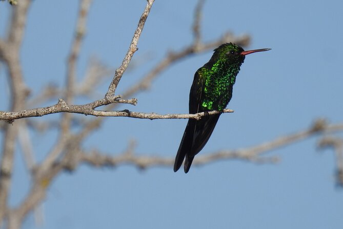 Half-Day Birdwatching Puerto Morelos - Why This Tour Offers Good Value