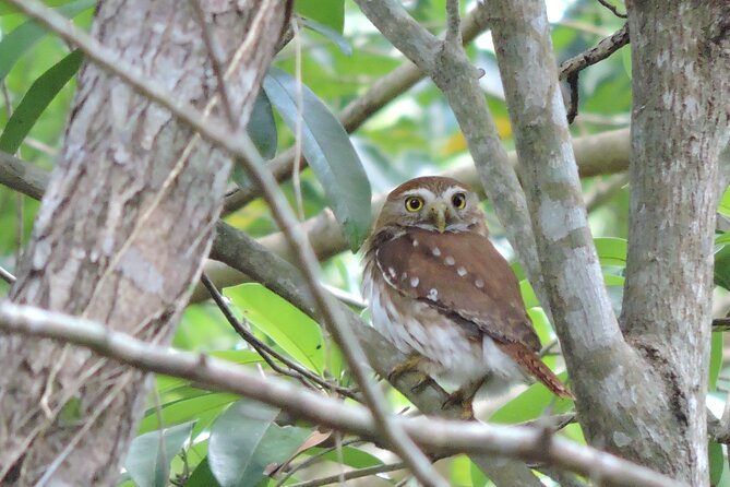 Half-Day Birdwatching Puerto Morelos - What to Bring