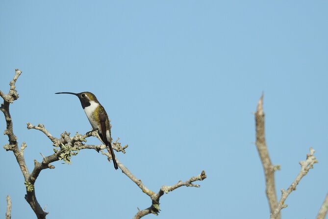 Half-Day Birdwatching Puerto Morelos - Who Is This Best For?
