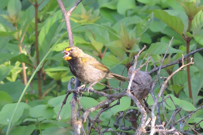 Half-Day Birdwatching Puerto Morelos - Potential Drawbacks