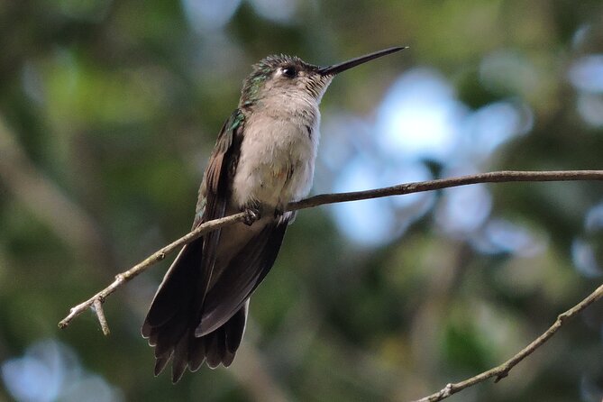 Half-Day Birdwatching Puerto Morelos - More Details for Planning Your Birdwatching Day