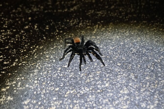 Reptile and Amphibian Night Adventure in Yucatán Jungle - Final Thoughts