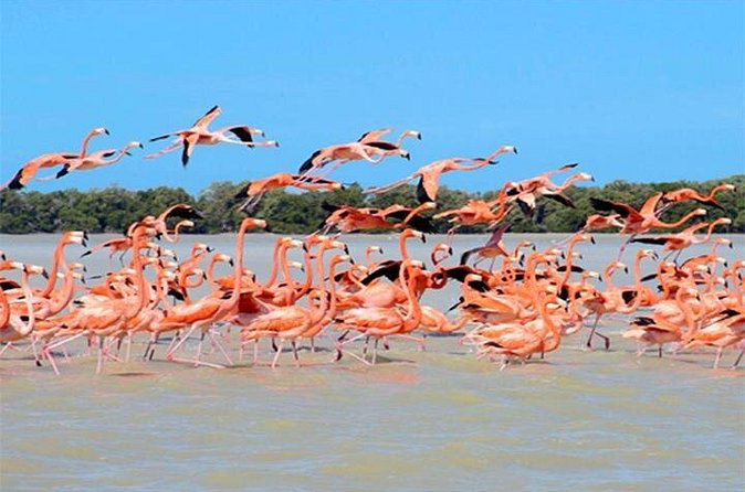 Mini Yucatan 3days 2 nights Chichen Itza Cenote Merida Uxmal Celestun Coba caves from Cancun - Who Is This Tour Perfect For?