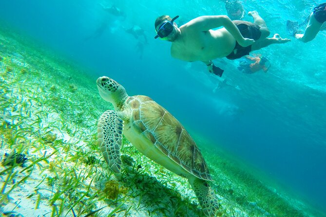 Starfish, Stingrays and the Turtle Sanctuary Snorkeling Tour - The Experience: What Travelers Are Saying