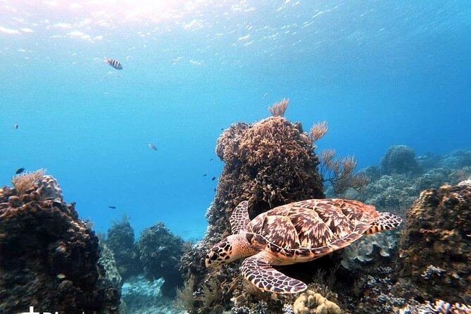 Starfish, Stingrays and the Turtle Sanctuary Snorkeling Tour - FAQs