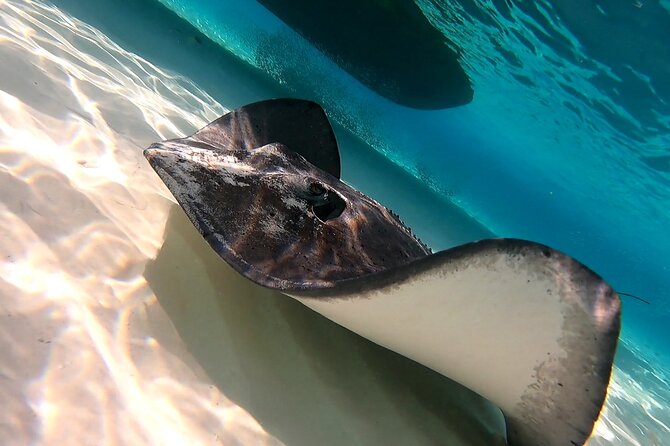 Starfish, Stingrays and the Turtle Sanctuary Snorkeling Tour - The Sum Up