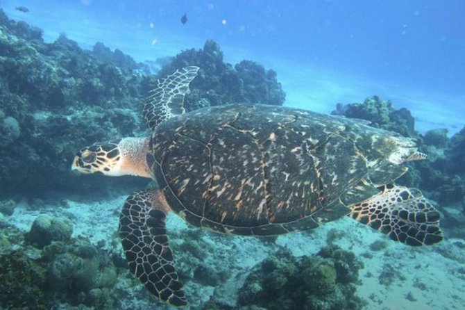 Palancar, Columbia and El Cielo Cozumel Snorkeling Tour - The Itinerary: What You’ll Experience