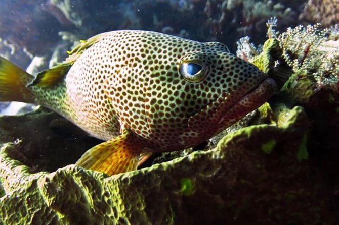 Palancar, Columbia and El Cielo Cozumel Snorkeling Tour - The Boat and Transportation Experience