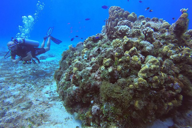 1 Tank Guided Shore Dive Including Equipment - Introduction to the Shore Dive Experience