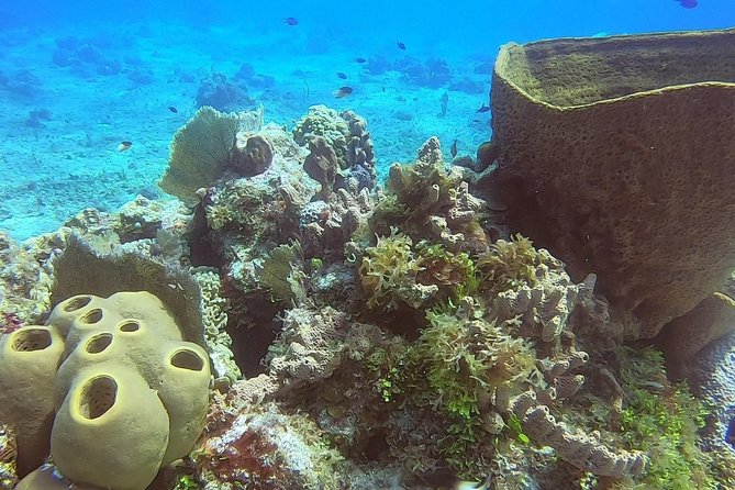 1 Tank Guided Shore Dive Including Equipment - Frequently Asked Questions