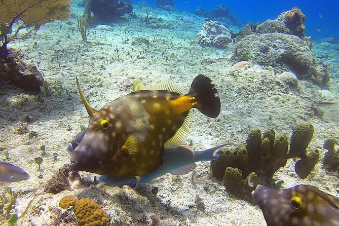 1 Tank Guided Shore Dive Including Equipment - Deep Dive into the Itinerary