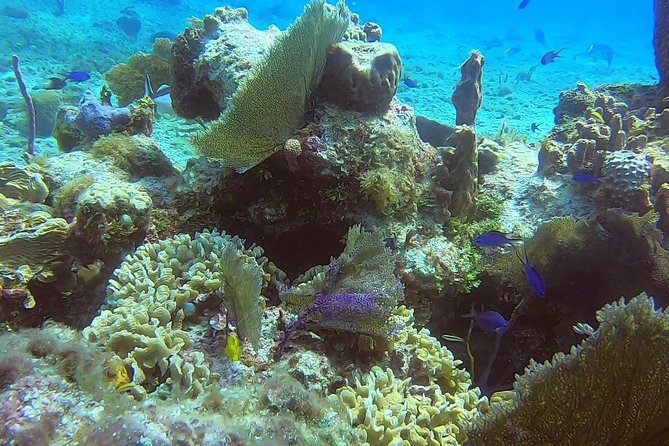 1 Tank Guided Shore Dive Including Equipment - The Sum Up