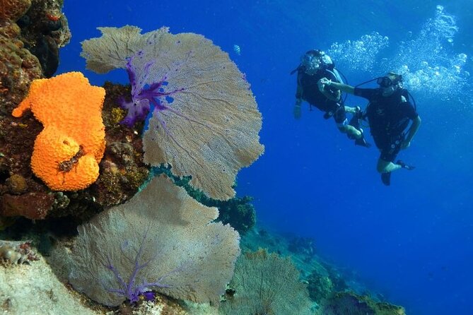 1 Tank Guided Shore Dive Including Equipment - Who Is This Experience Best For?