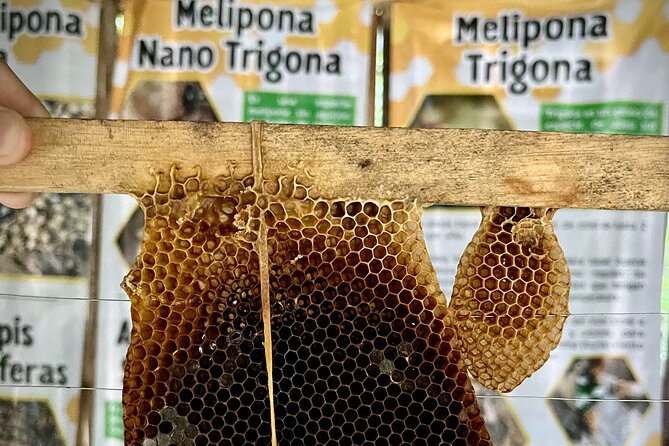 Cozumel: Bee Farm + Honey & Chocolate Tasting + Sightseeing - FAQs