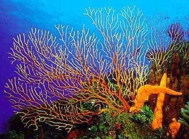 Cozumel Reef Snorkeling Tour - Key Points