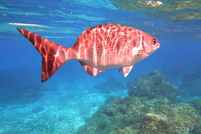 Cozumel Snorkeling Reef Experience with Ceviche and Beers - The Value of the Tour