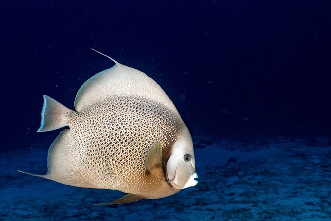 Discover Scuba Diving at Cozumel Marine Park - FAQ