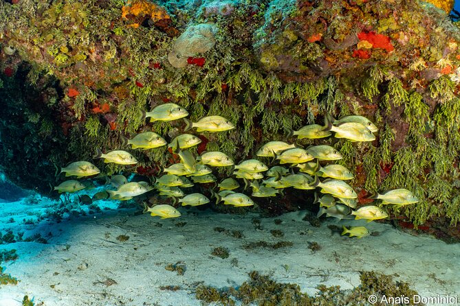 Discover Scuba Diving at Cozumel Marine Park - The Sum Up: Is It Worth It?