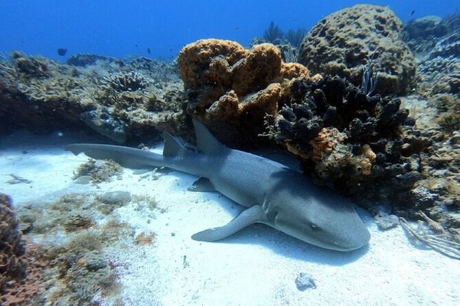 2 tanks for certified divers - Price and Value