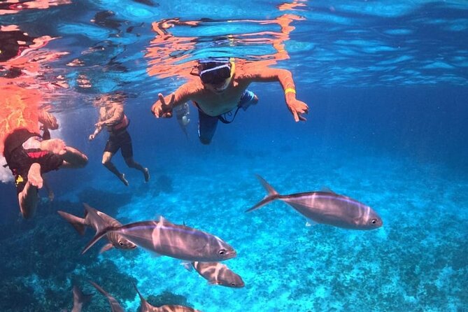 El Cielo Snorkeling Adventure in Cozumel - Is This Tour Worth the Price?