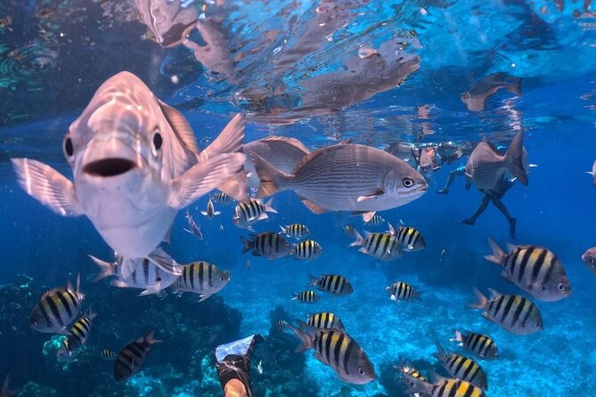 El Cielo Snorkeling Adventure in Cozumel - FAQs