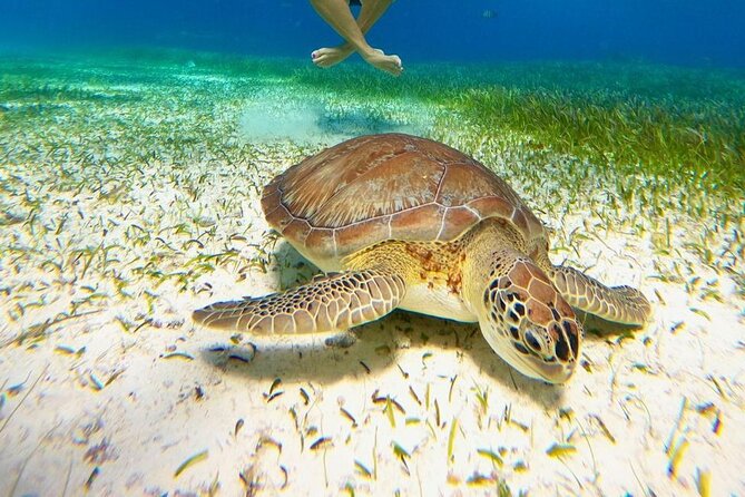 Catamaran Sky Tour in Cozumel - Good To Know