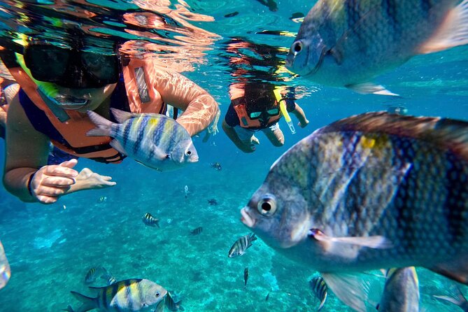 Transparent Boat Tour in Cozumel Reefs - Who Should Consider This Tour?