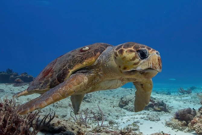 Cozumel underwater 2 Tank Dive by boat - Exploring the Cozumel Underwater 2 Tank Dive by Boat
