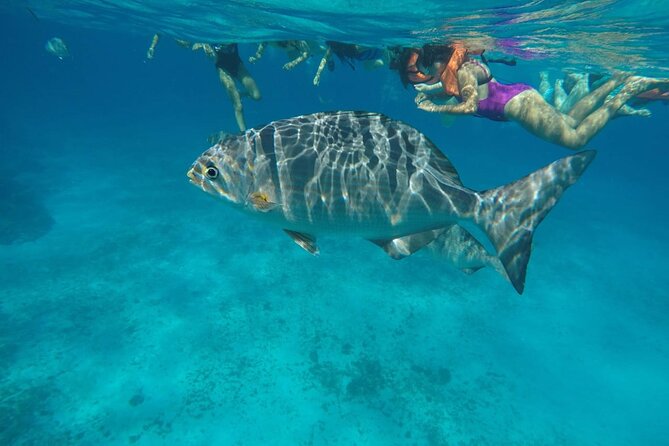 Private Sky Snorkeling Tour - A Deep Dive into the Cozumel Sky Snorkeling Experience