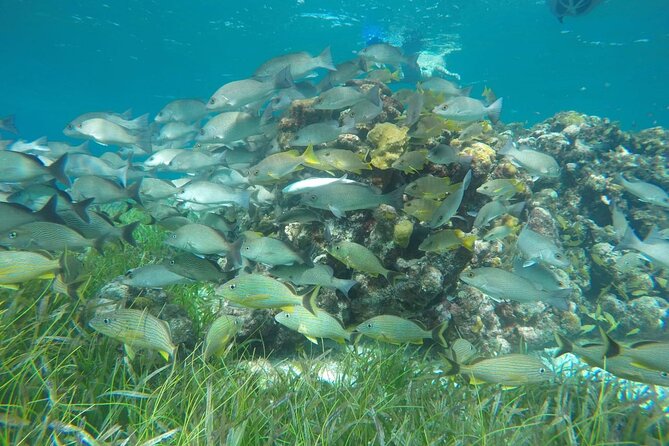 Shared Sky Snorkeling in Cozumel - What’s Included and What’s Not