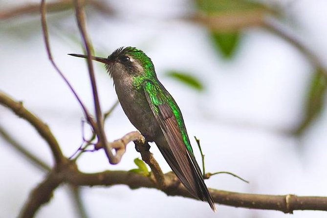Private Tour: Birdwatching Cozumel Island - Introducing the Private Birdwatching Tour in Cozumel