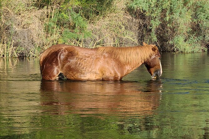 Rent a Paddle Board And Float the Lower Salt River - In The Sum Up: Who Should Consider This Experience?