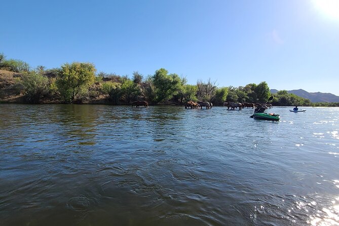 Rent a Paddle Board And Float the Lower Salt River - Detailed Breakdown of the Day