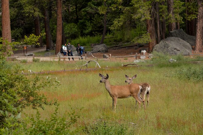 2 Day Private Tour to Yosemite National Park - Who Is This Tour Best For?