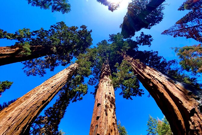 Private Tour to Sequoia and Kings Canyon National Parks - Key Points