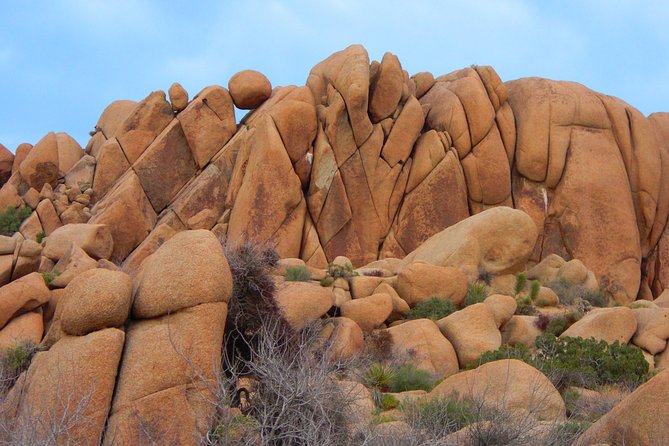 Joshua Tree National Park Scenic Tour - Why This Tour Offers Excellent Value