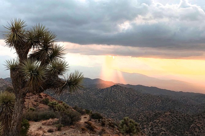 Joshua Tree National Park Scenic Tour - Who Would Love This Tour?