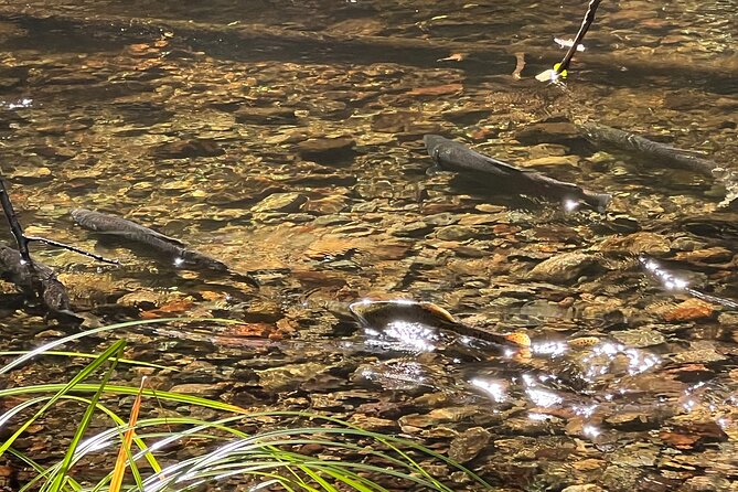 The Secrets of Sacred, Sexy Salmon, Spawning NOW - Who Should Consider This Tour?