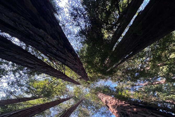 Alcatraz Night Tour & Muir Woods-Sausalito Afternoon or Morning - The Bottom Line: Is This Tour Worth It?