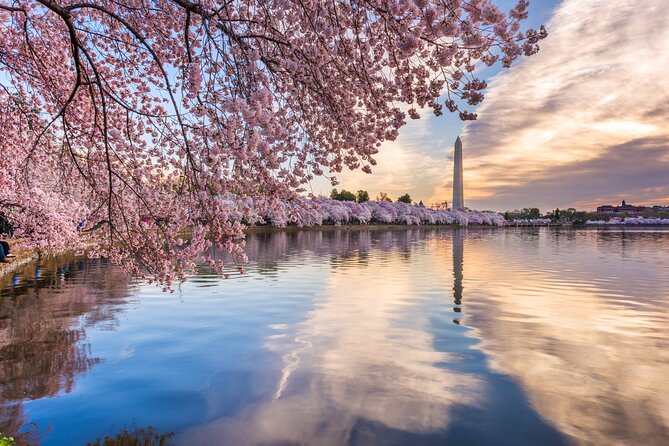 Washington DC Monument's Cherry Blossom Guided E-Cart Tour - What to Expect from the Tour