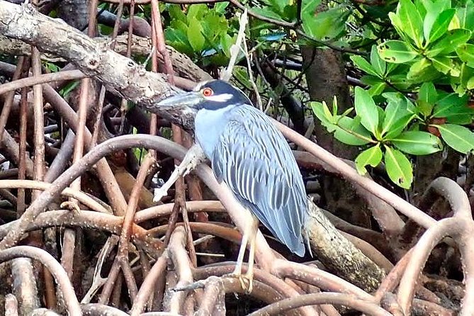 Mangrove Tunnel Kayak Eco Tour - Who Will Love This Tour?