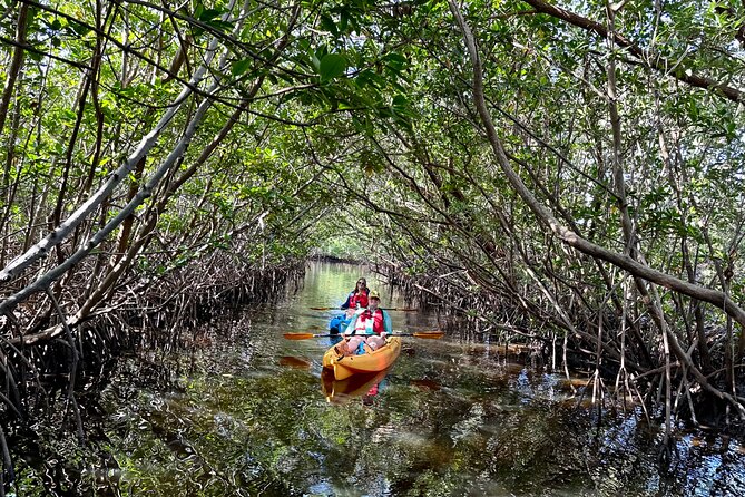 Mangrove Tunnel Kayak Eco Tour - Exploring the Mangrove Tunnel Kayak Eco Tour – A Natural Florida Adventure