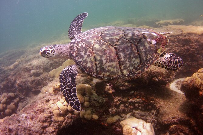 Guided Snorkel Experience in Fort Lauderdale - Discovering the Reef: A Walkthrough of the Experience