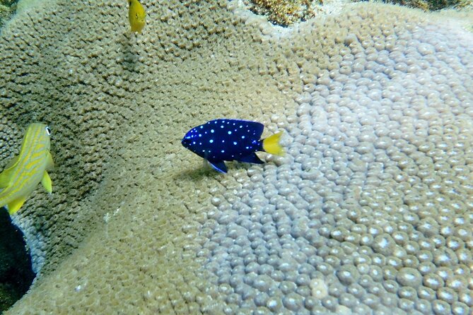 Guided Snorkel Experience in Fort Lauderdale - Final Thoughts