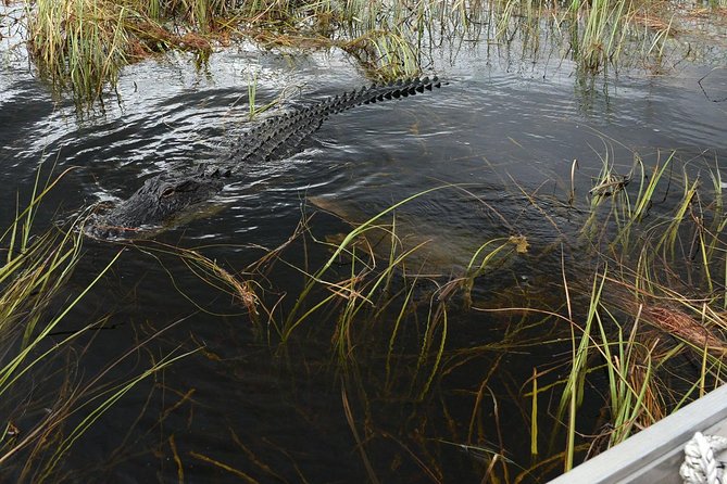 Florida Everglades Night Airboat Tour near Fort Lauderdale - Analyzing the Value