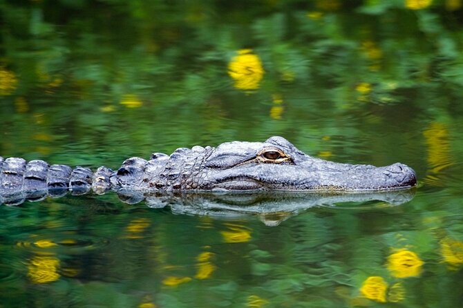 Everglades Small Group Express from Fort Lauderdale +Airboat Ride - A Deep Dive into the Everglades Small Group Express Tour