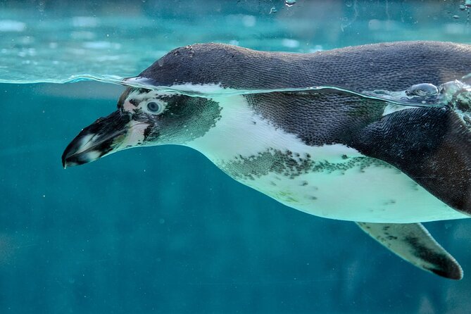 Dolphin Watching & Snorkeling in Key West with Sunset Dinner Cruise and Open Bar - A Closer Look at the Experience